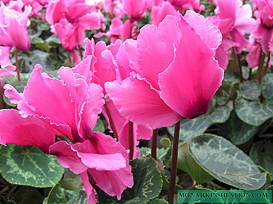 Why cyclamen does not bloom at home and what to do