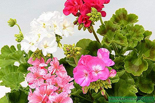 Why geranium does not bloom at home - what to do