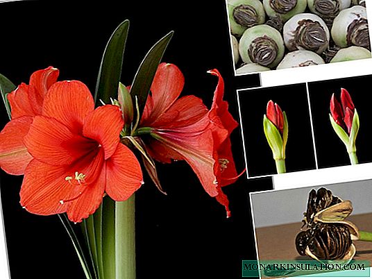 Why does not hippeastrum bloom - only leaves grow