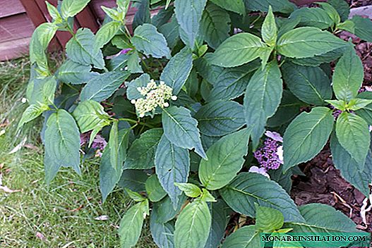 Why hydrangea does not bloom - what to do if a garden flower gives only foliage