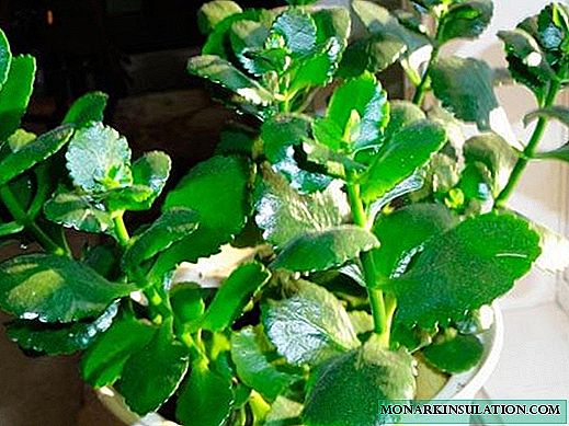 Why Kalanchoe does not bloom at home