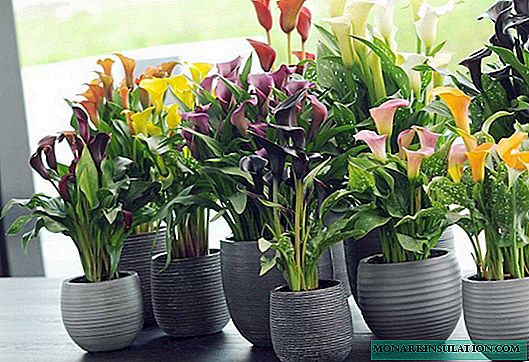 Why does not calla blossom at home or in the open ground
