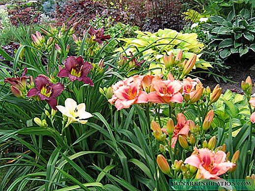 Why daylily does not bloom and grows poorly