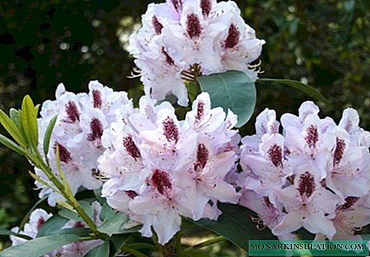 Pourquoi le rhododendron ne fleurit pas en pleine terre dans le jardin: que faire