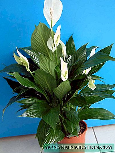 Why spathiphyllum does not bloom at home