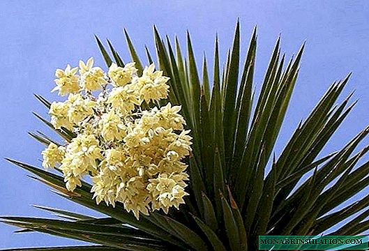 Hvorfor yucca ikke blomstrer - mulige grunde