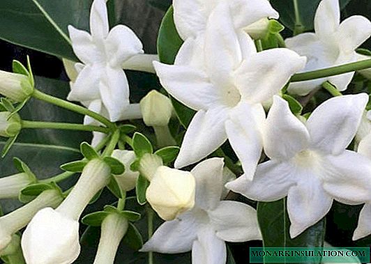 Why garden or indoor jasmine does not bloom and what to do