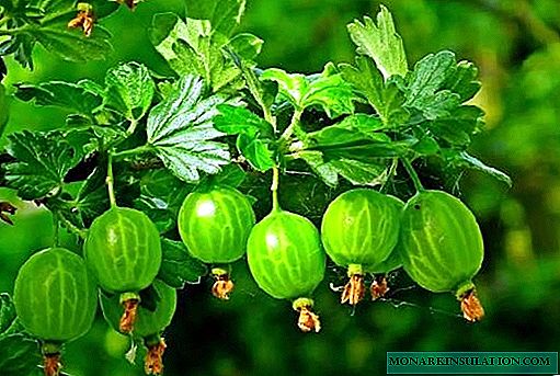 Why gooseberries do not bear fruit: what to do and how to make fruit bear