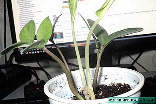 Why does not grow zamioculcas at home
