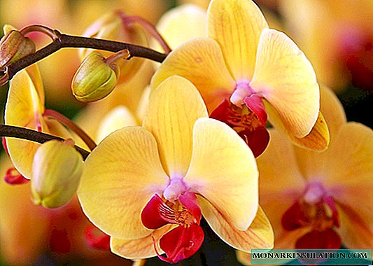 Por que os botões das orquídeas caem: as principais razões para a queda