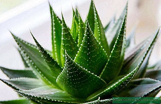 Why do aloe leaves turn yellow and the tips of leaves dry
