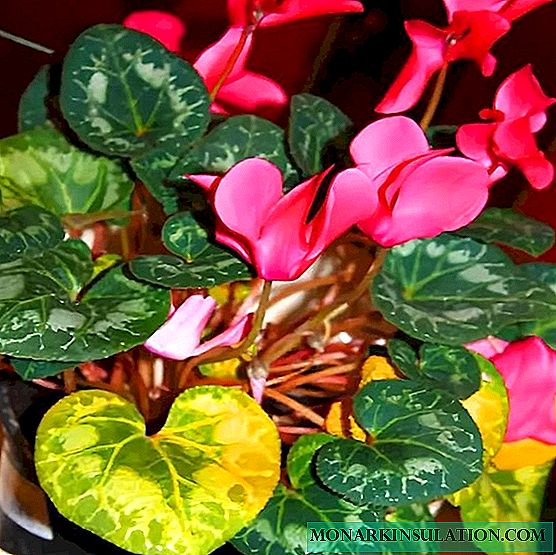 Waarom worden cyclamen geel als ze bloeien