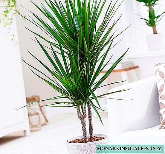 Why do dracaena leaves turn yellow and fall off