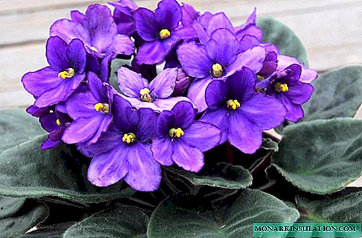Why do violets turn leaves inward