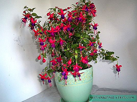 Tại sao chồi fuchsia rơi trước khi chúng mở