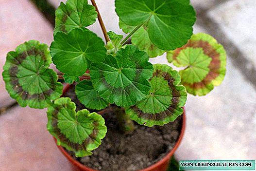 Why do geraniums turn red leaves - causes and treatment