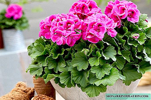 Why do geraniums turn yellow leaves at home - causes and treatment