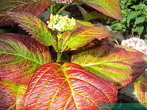Why hydrangea leaves turn red - what to do with the plant
