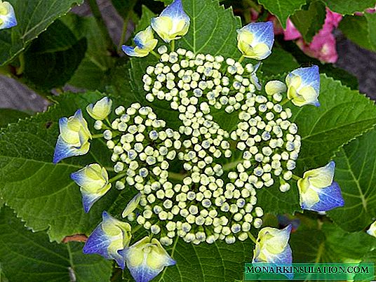 Why hydrangeas have small inflorescences - causes and solutions to the problem