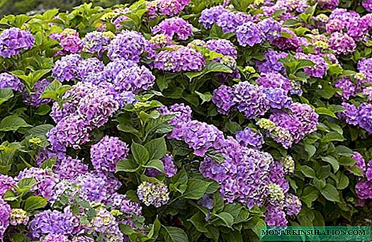 Why do hydrangeas dry leaves at the edges - what to do and how to reanimate flowers
