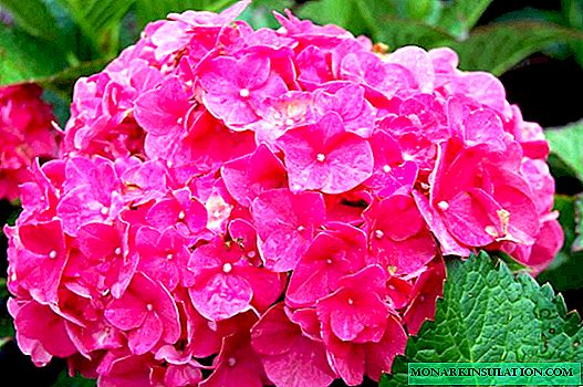Why hydrangea leaves turn yellow and edges dry - causes and treatment
