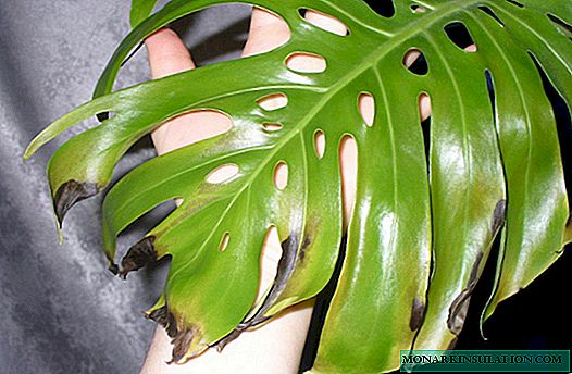 Why monstera leaves turn yellow - diseases and pests