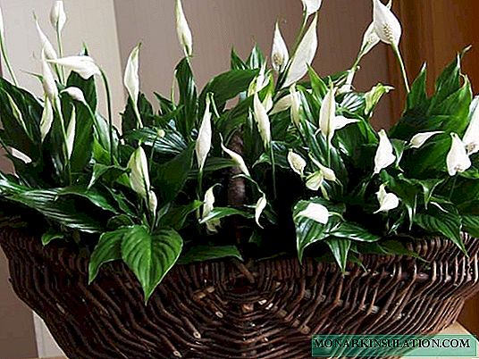 Why spathiphyllum flowers turn green - the causes and solution