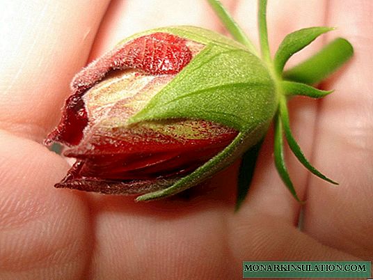 Zakaj listi kitajske vrtnice ali bolezni hibiskusa porumenijo