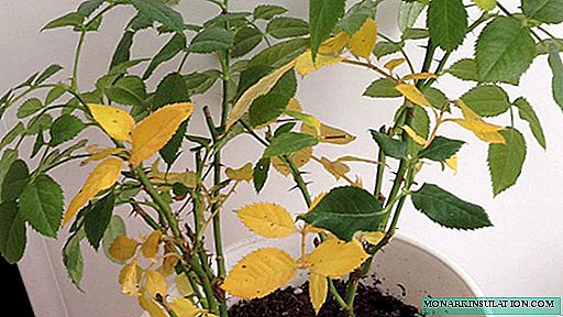 Why leaves turn yellow at indoor flowers - what to do