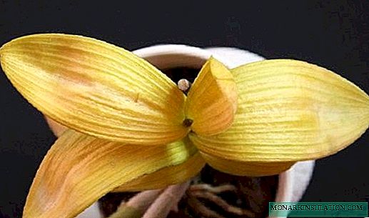 Varför bladen blir gula vid orkidén