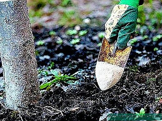 Fertilizar árboles frutales y arbustos en primavera y fertilizar el suelo