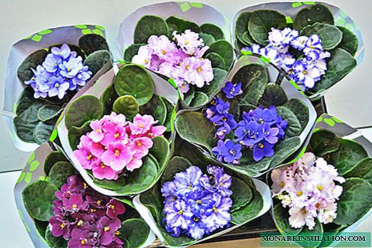 Popular mini violets at home