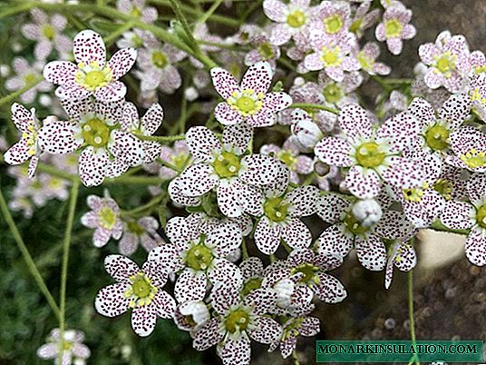 Popüler Saxifrage çiçek çeşitleri - Açıklama