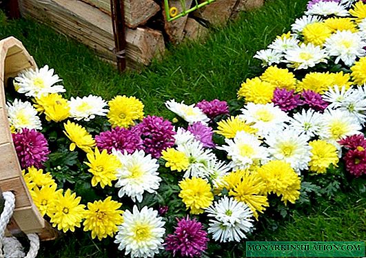 Planting chrysanthemum in the spring in the open ground