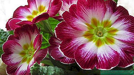 Primevère à la floraison: période de maturation et évolution du soin des fleurs