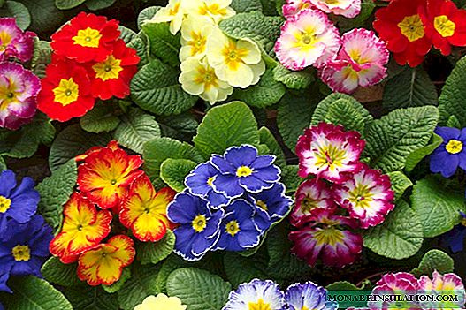Indoor primrose: home care and breeding options