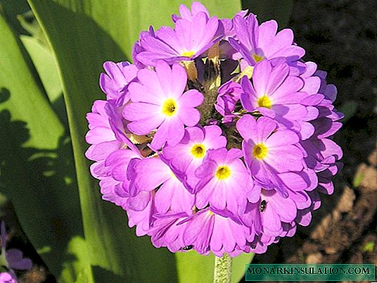 Fine-tooth primrose - how to grow at home