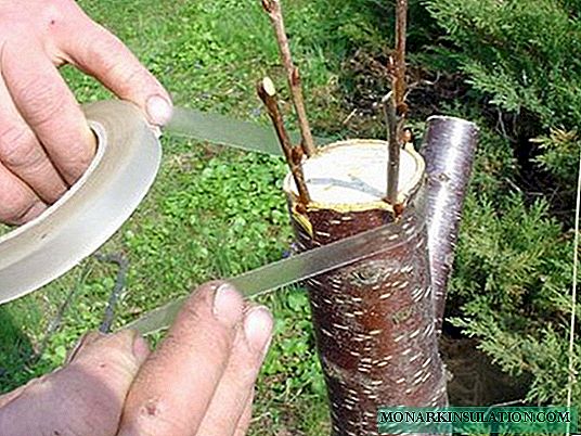 Vaccination of trees in spring, methods of grafting fruit trees for beginners