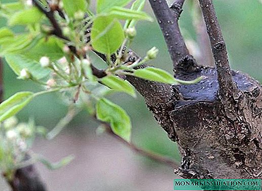 Puude vaktsineerimine kevadel, viljapuude pookimise meetodid algajatele
