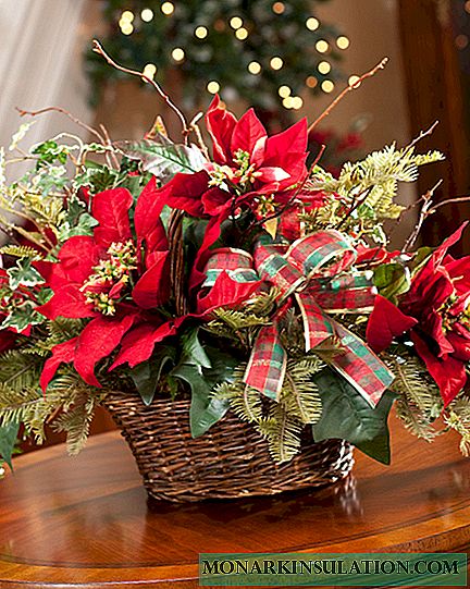 Poinsetia: home care and plant propagation options