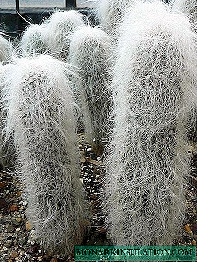 Fluffy cactus: what are the names and options for care