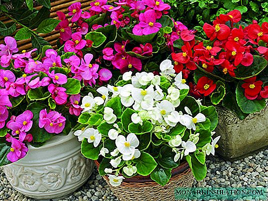 Plante de bégonia jamais en fleurs à la maison et dans le jardin