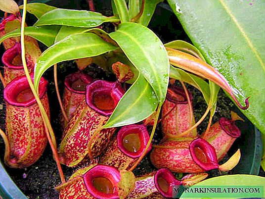 Planta Depredadora Nepentes - Cuidado en el hogar