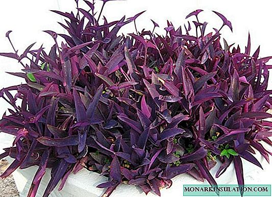 Plant netcreasia purpurea or purple, variegated