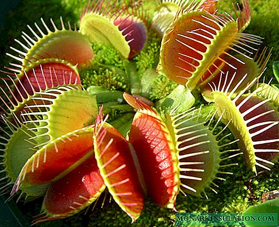 Planta de flytrap Venus - como e o que alimentar