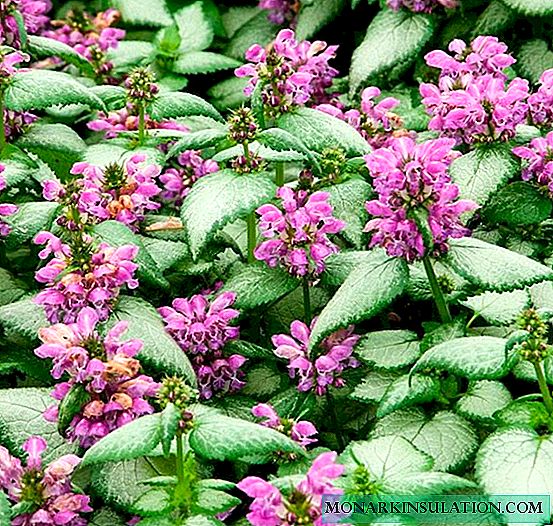 Lassock augalas - gėlių rūšys, sodinimas ir priežiūra