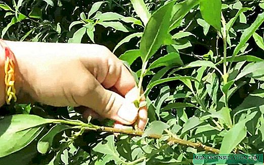 Propagação da forsítia por estacas - como plantar no verão
