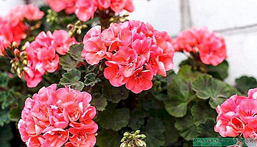Propagación de geranios en el hogar, cuando se planta, para que florezca en verano.