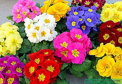 Reproduction of primrose: basic methods and examples at home