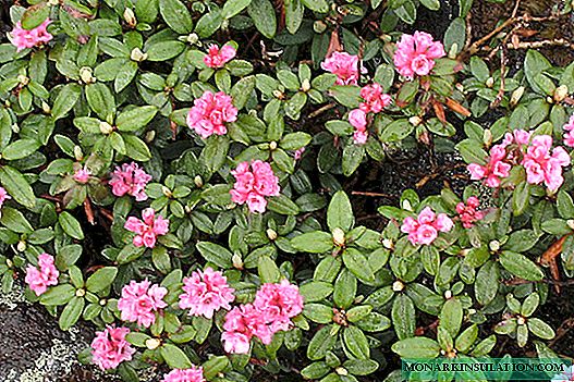 Rhododendron adams (rododendro adamsii)